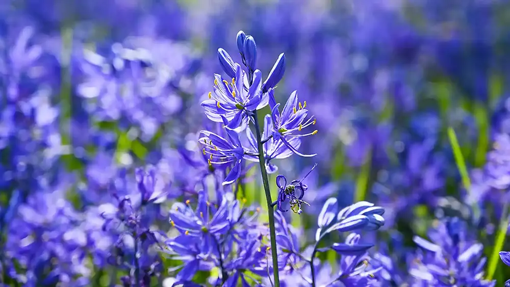 Revitalizing Kwetlal: Integrating Traditional Lekwungen Agricultural Practices Through Language and Cultural Education