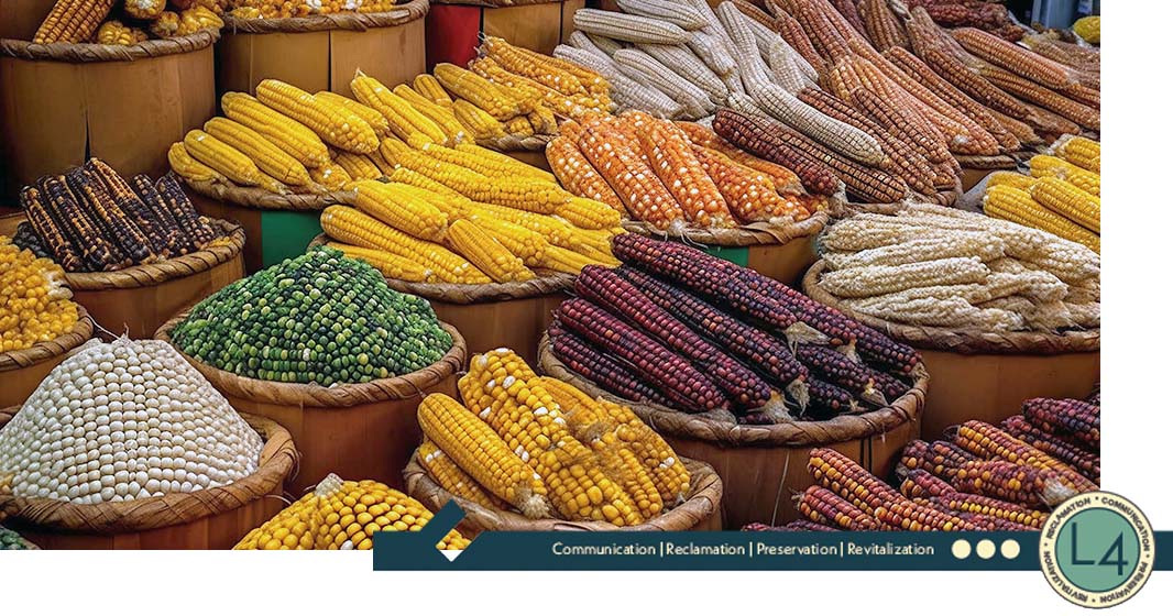 Indigenous Corns, assorted varieties and colors