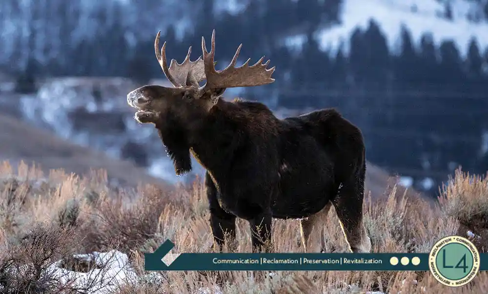 A Moose in the mountains