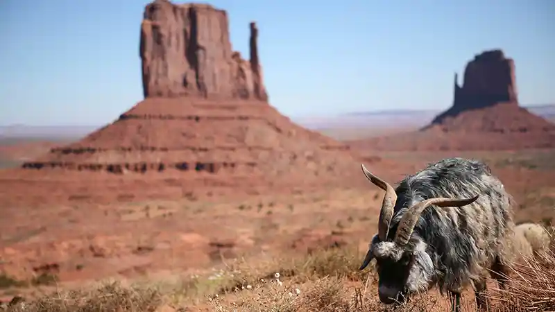 Native Bighorn Sheep in Monument Valley