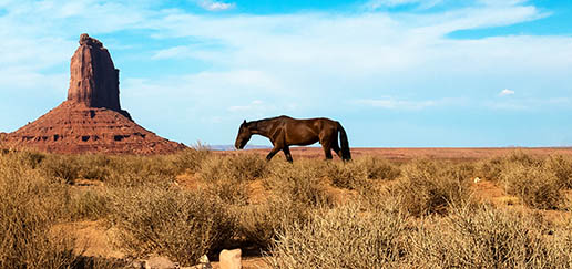 A Native American Horse in the desert