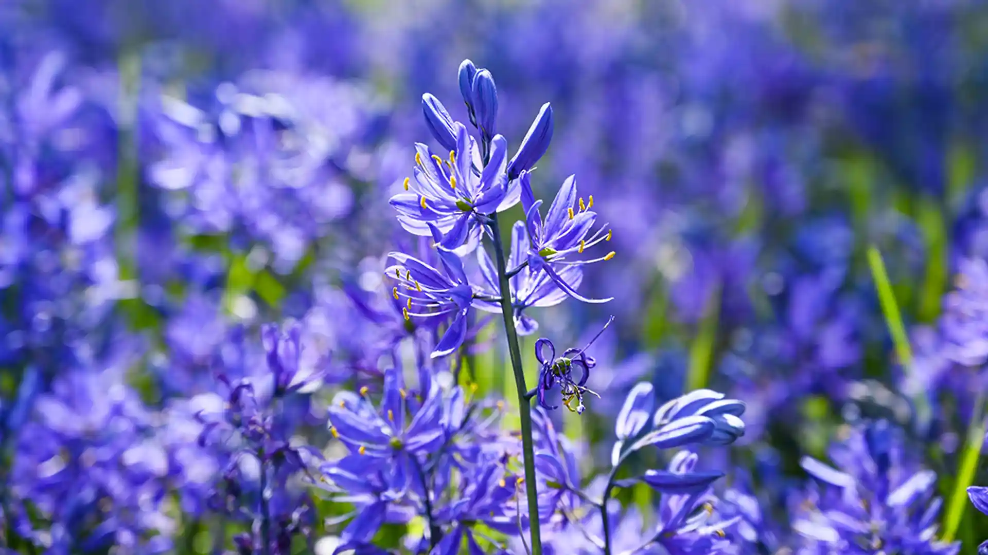 A beautiful scene of the Kwetlal in bloom